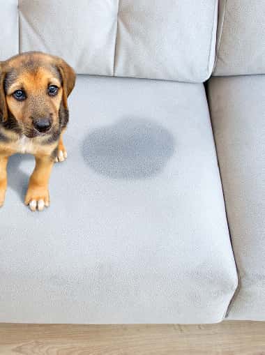 image of couch stain cleaning perth